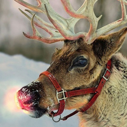 Rudolph wird gewöhnlich als neunter und jüngster Sohn des Weihnachtsmanns dargestellt.
